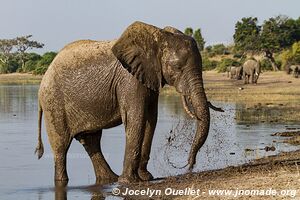 Rivière Chobe - Parc national de Chobe - Botswana