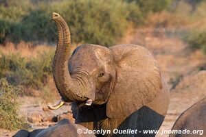 Chobe Riverfront - Chobe National Park - Botswana