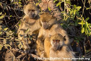 Chobe Riverfront - Chobe National Park - Botswana