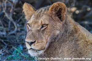 Chobe Riverfront - Chobe National Park - Botswana