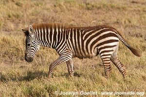 Parc national d'Amboseli - Kenya