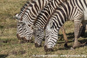 Parc national d'Amboseli - Kenya