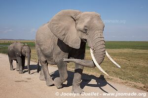 Parc national d'Amboseli - Kenya