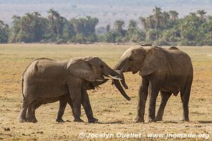 Parc national d'Amboseli - Kenya