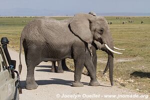 Amboseli National Park - Kenya