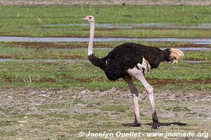 Parc national d'Amboseli - Kenya