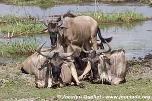 Amboseli National Park - Kenya