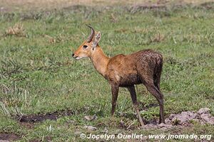 Parc national d'Amboseli - Kenya