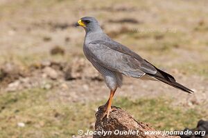 Parc national d'Amboseli - Kenya