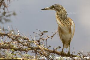 Parc national d'Amboseli - Kenya