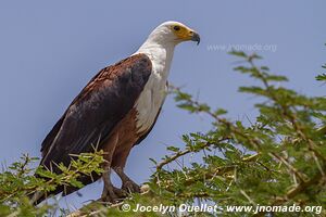 Parc national d'Amboseli - Kenya