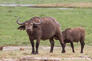 Parc national d'Amboseli - Kenya