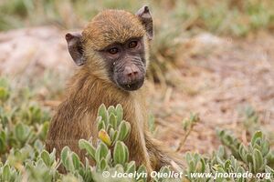 Amboseli National Park - Kenya