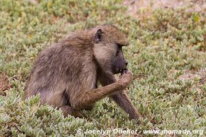 Parc national d'Amboseli - Kenya