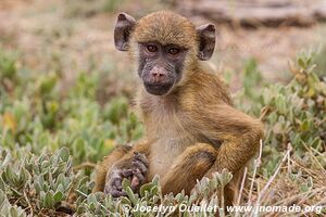 Parc national d'Amboseli - Kenya