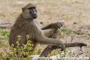 Parc national d'Amboseli - Kenya