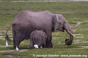 Parc national d'Amboseli - Kenya