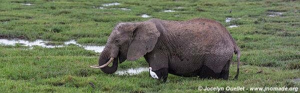 Parc national d'Amboseli - Kenya