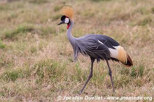 Parc national d'Amboseli - Kenya