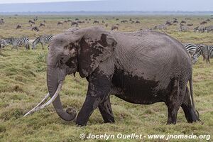 Parc national d'Amboseli - Kenya