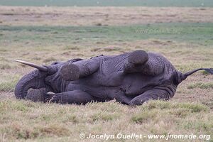 Amboseli National Park - Kenya