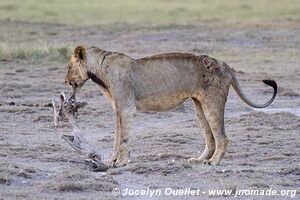 Parc national d'Amboseli - Kenya