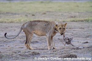 Parc national d'Amboseli - Kenya