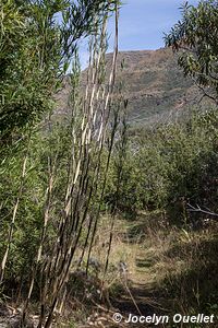 Parc national de Ts'Ehlanyane - Lesotho