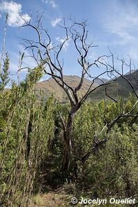 Parc national de Ts'Ehlanyane - Lesotho