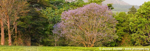 Mulanje Massif - Malawi