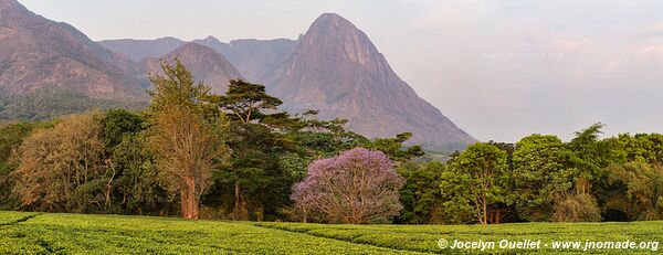 Mulanje Massif - Malawi