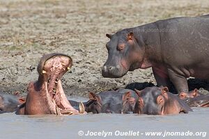 Vwaza Wildlife Reserve - Malawi