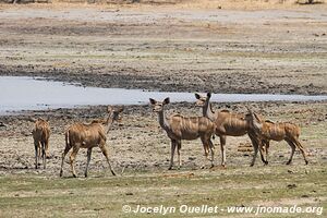 Vwaza Wildlife Reserve - Malawi