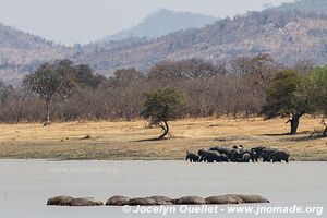 Réserve faunique de Vwaza - Malawi