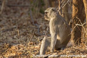 Vwaza Wildlife Reserve - Malawi