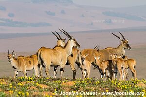 Nyika National Park - Malawi