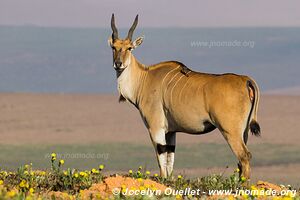 Parc national de Nyika - Malawi