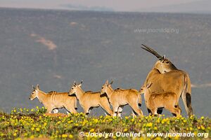 Parc national de Nyika - Malawi