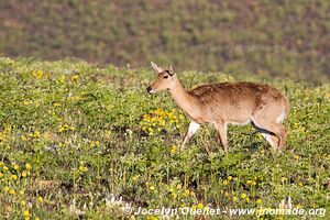 Nyika National Park - Malawi