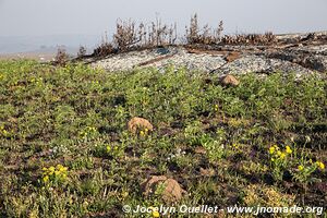 Nyika National Park - Malawi