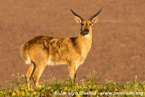 Nyika National Park - Malawi