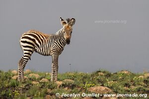 Nyika National Park - Malawi