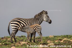 Parc national de Nyika - Malawi