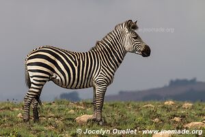 Nyika National Park - Malawi