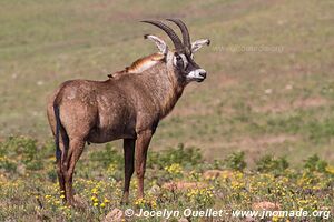 Parc national de Nyika - Malawi