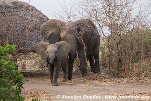 Liwonde National Park - Malawi