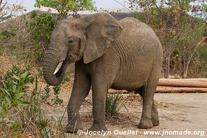 Liwonde National Park - Malawi