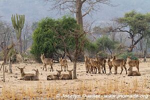 Parc national de Liwonde - Malawi