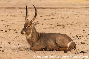 Liwonde National Park - Malawi