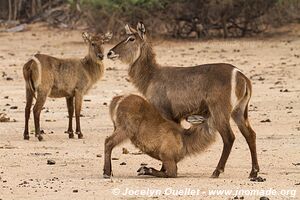 Parc national de Liwonde - Malawi